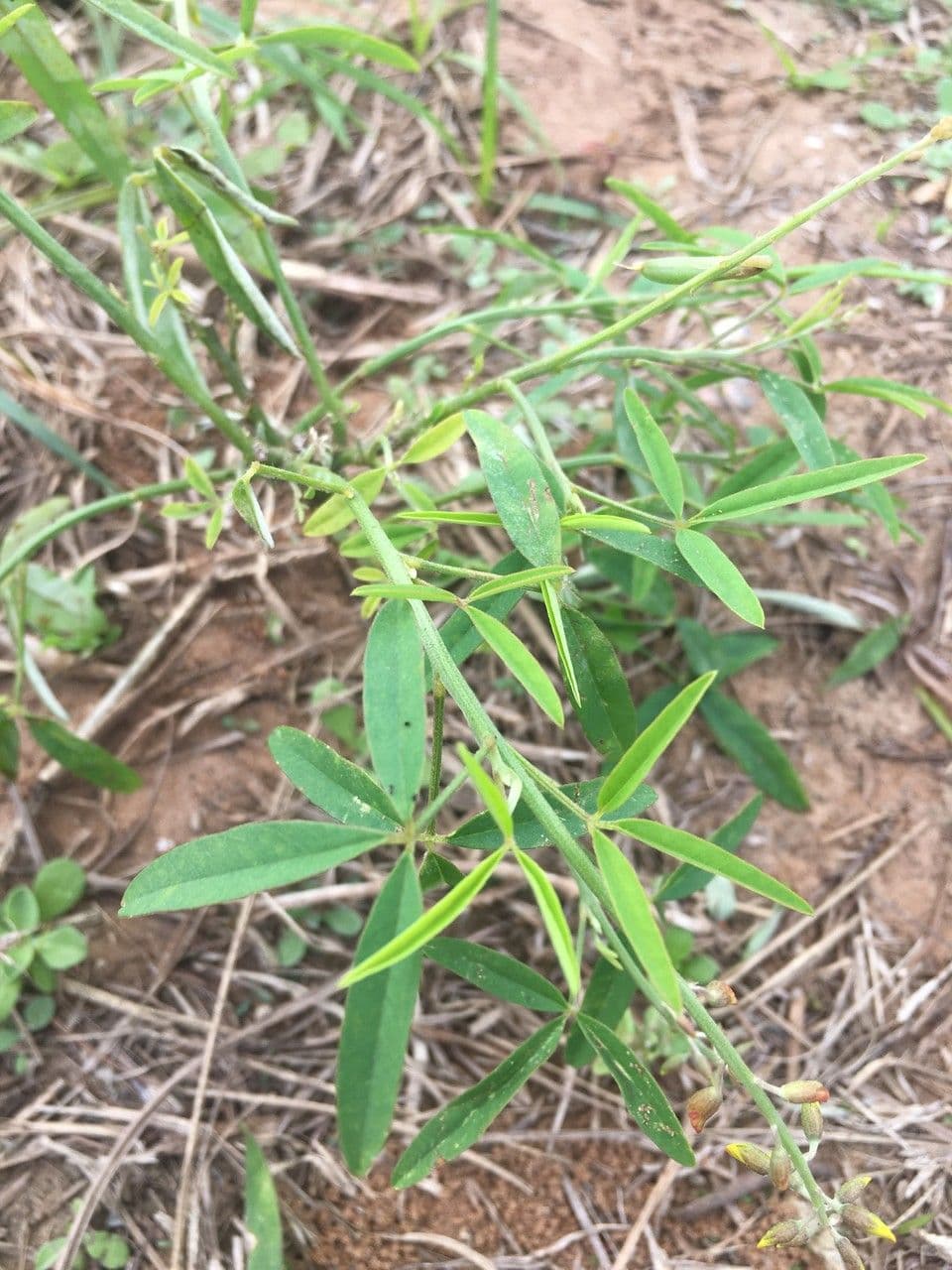Crotalaria lanceolata 10
