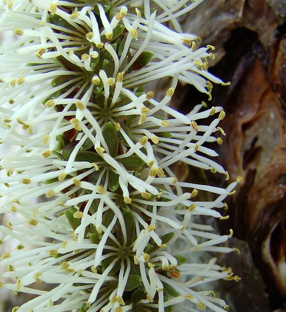 Entada phaseoloides 7