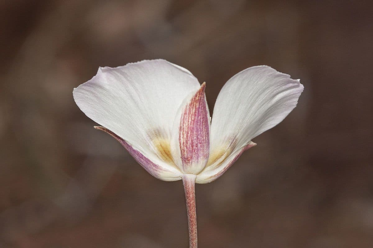 Calochortus 2