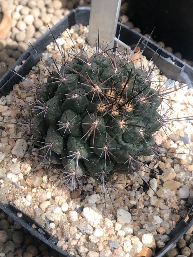 Thelocactus