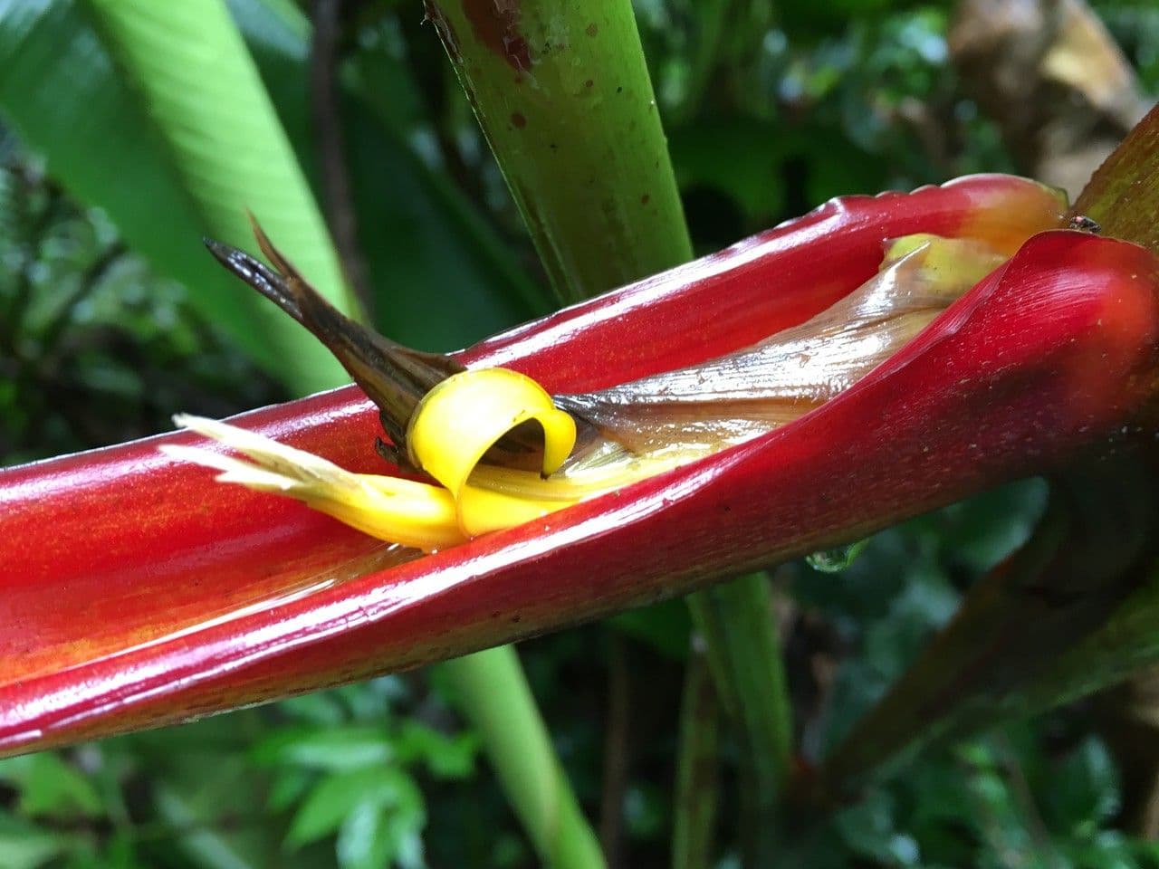 Heliconia 18