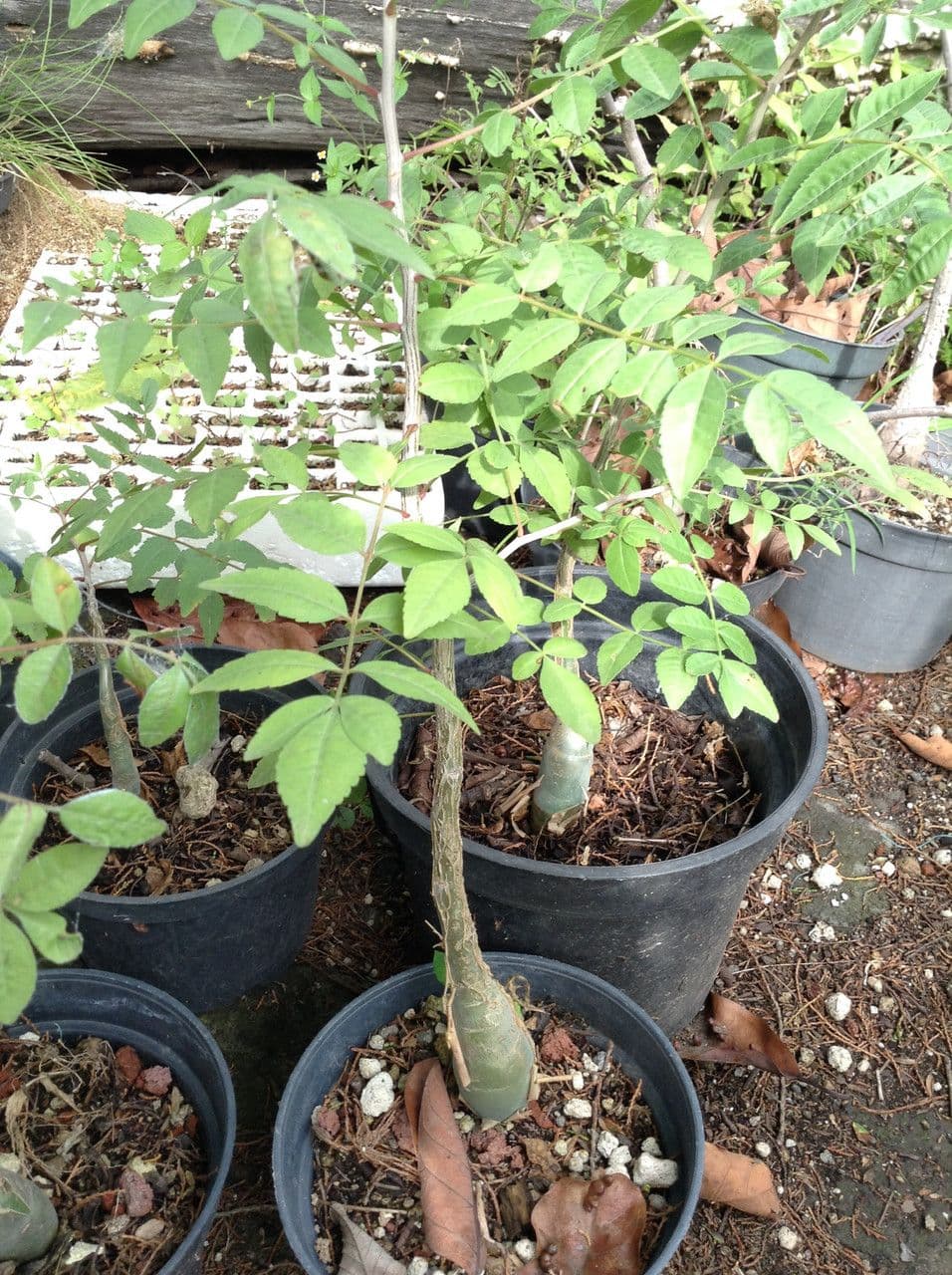 Bursera profumata 9