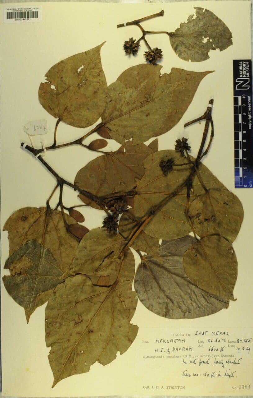 Exbucklandia 2
