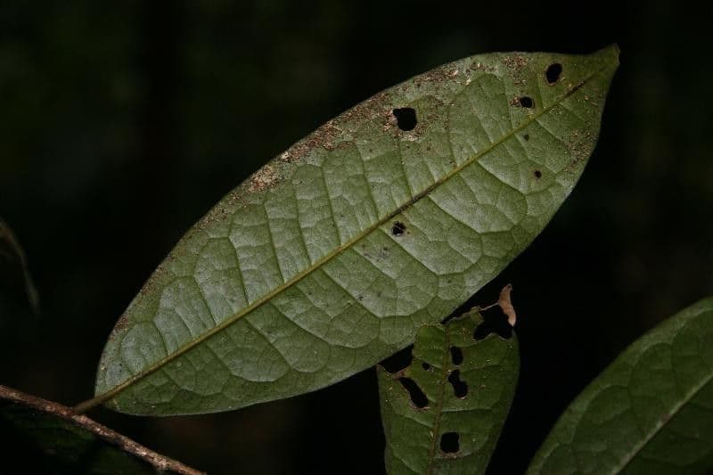 Duguetia 3