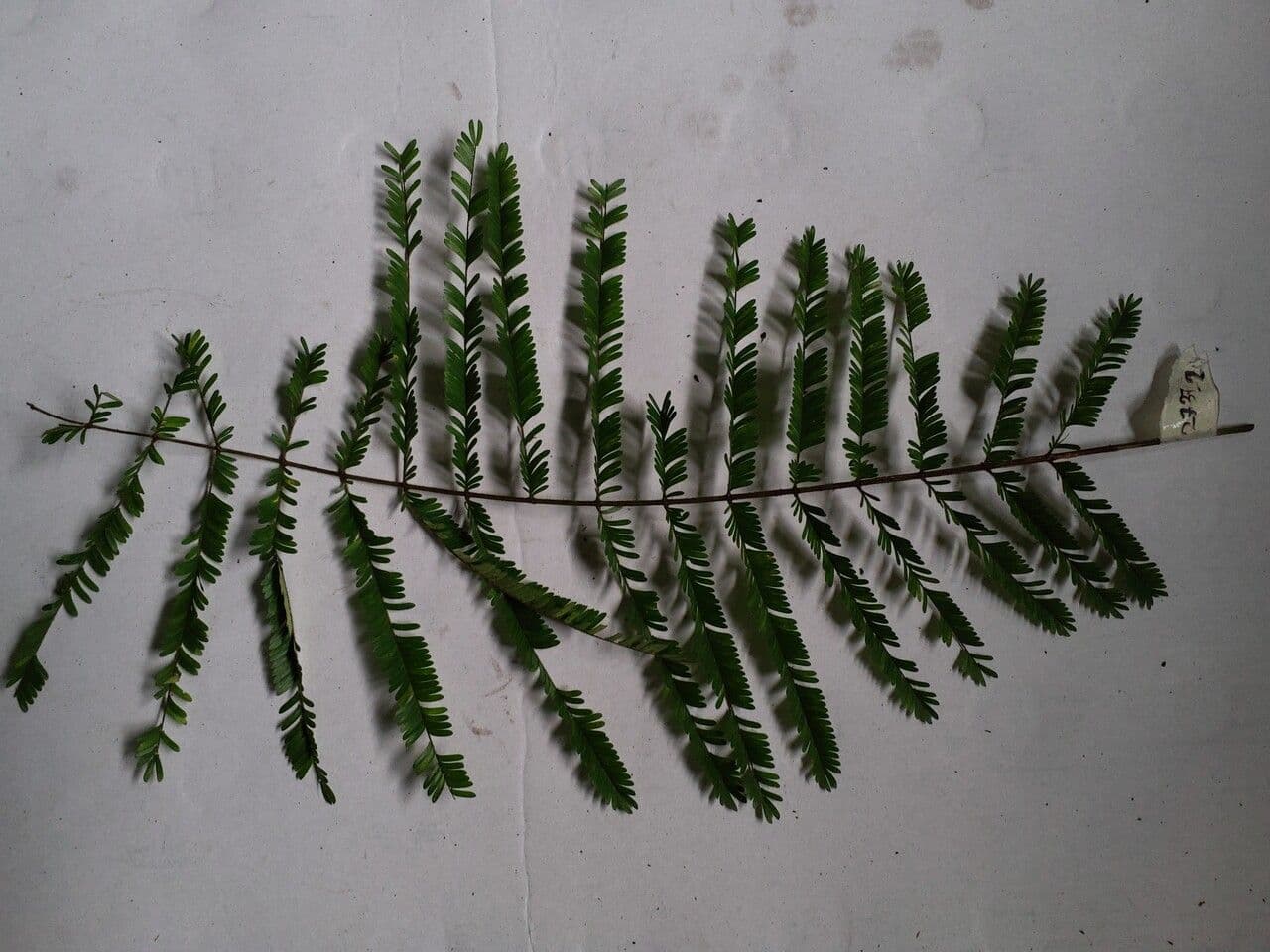 Parkia 4
