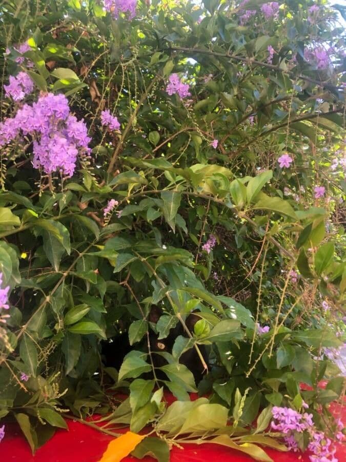 Duranta erecta 29