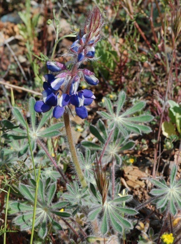 Schau-Lupine 6