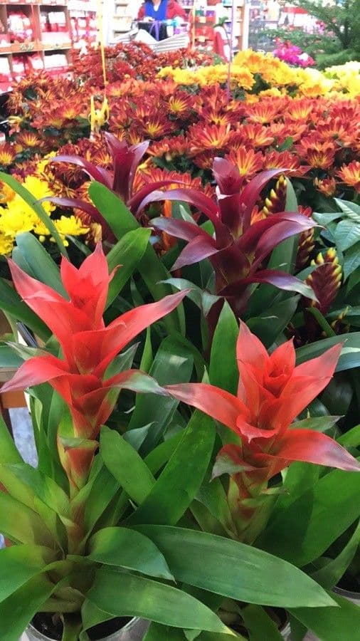 Guzmania monostachia 7