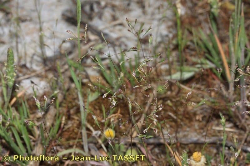 Sphenopus divaricatus 7