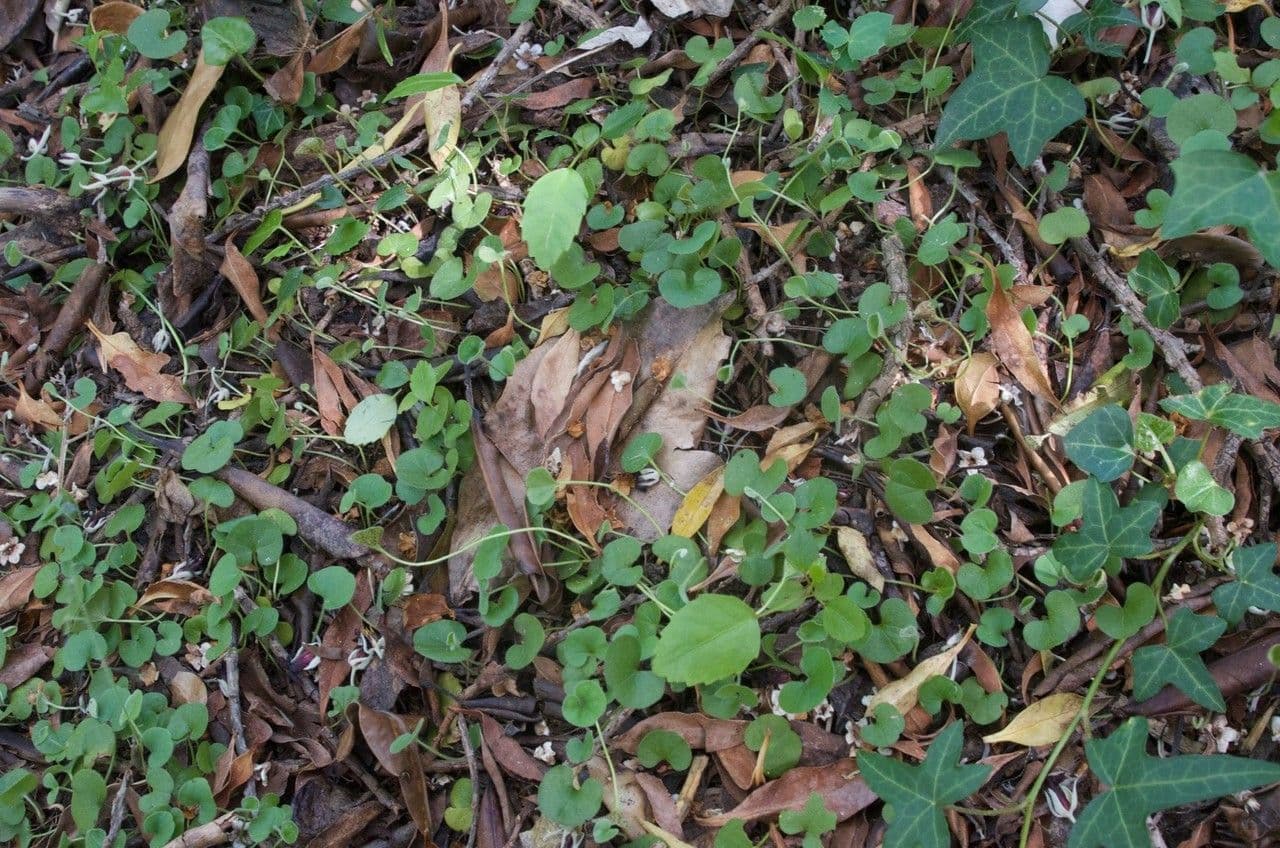 Dichondra a fiore piccolo 19
