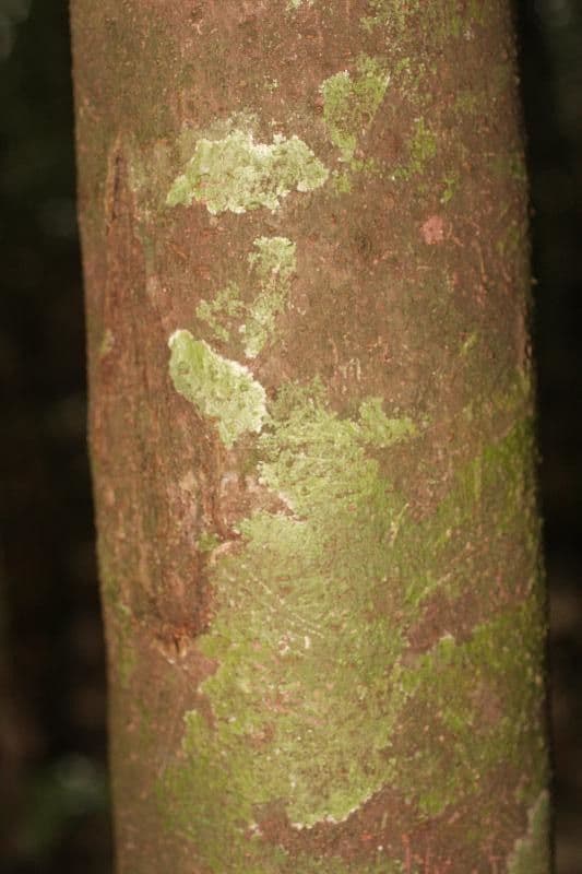 Pourouma 5