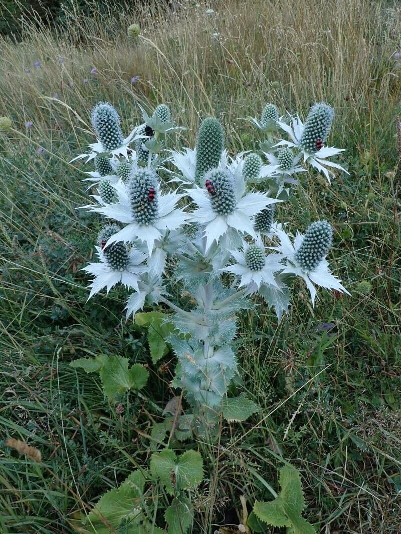 Panicaut géant 13