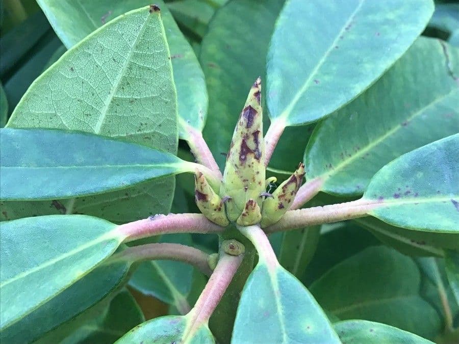 Rododendro massimo 28