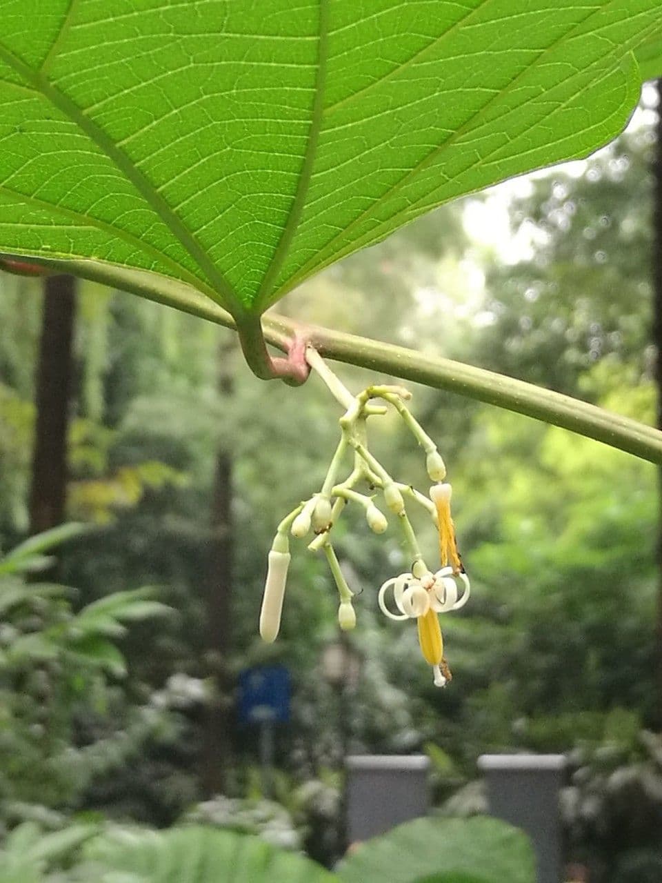 Alangium platanolisté 2