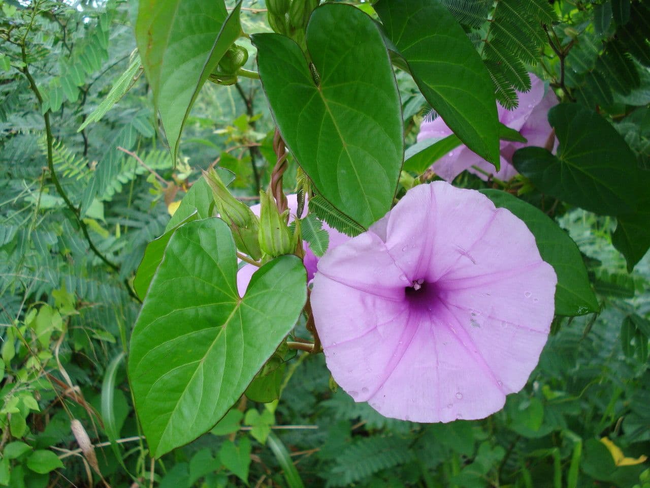 Ipomea carnosa 5