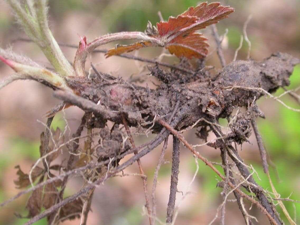 Potentilla simplex 2