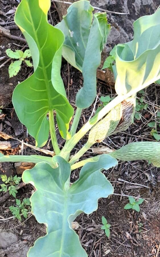 Synandrospadix 5