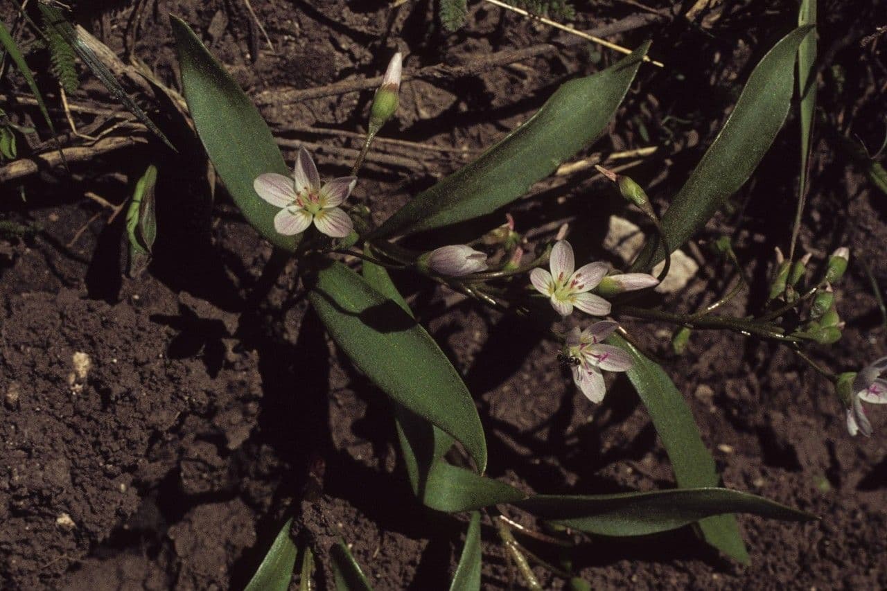 Claytonia