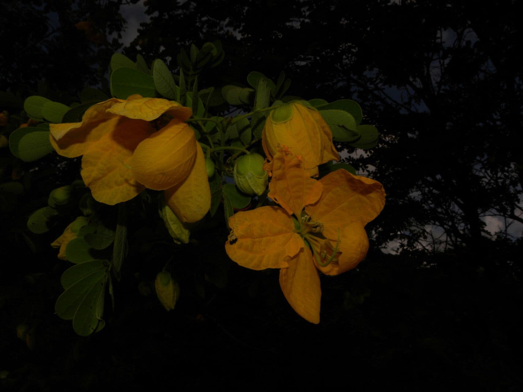 Senna 4