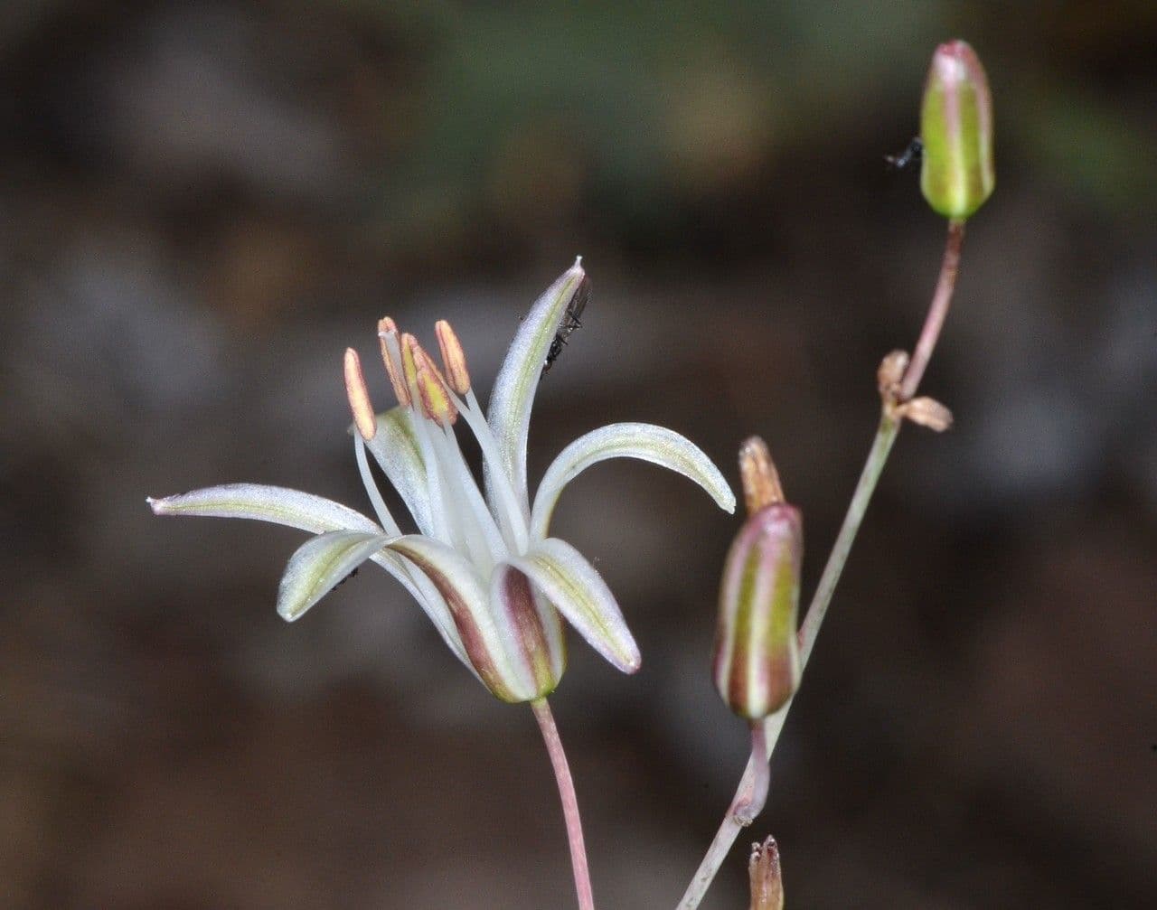 Chlorogalum 3