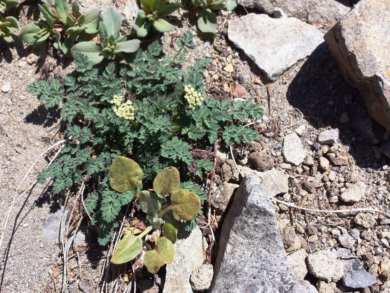 Lomatium 9