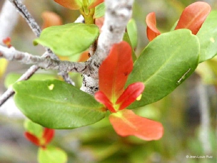 Austrobuxus 16