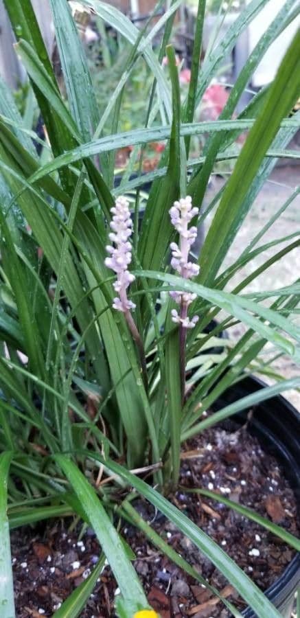 Liriope 26