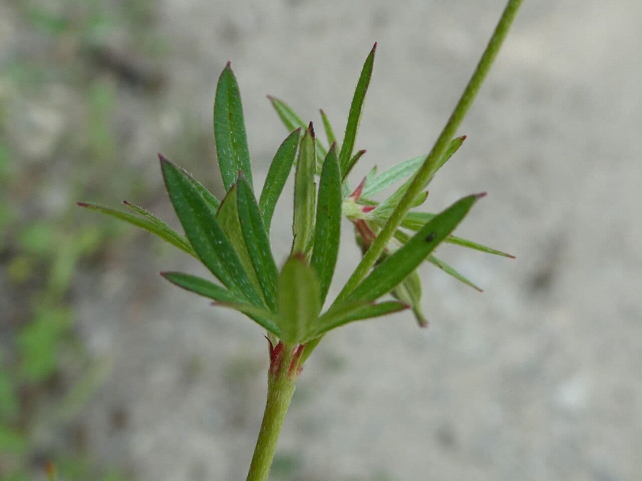 Géranium colombin 20