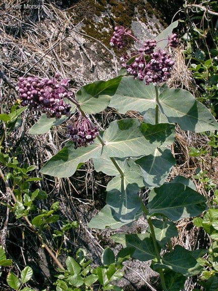 Asclepias 8