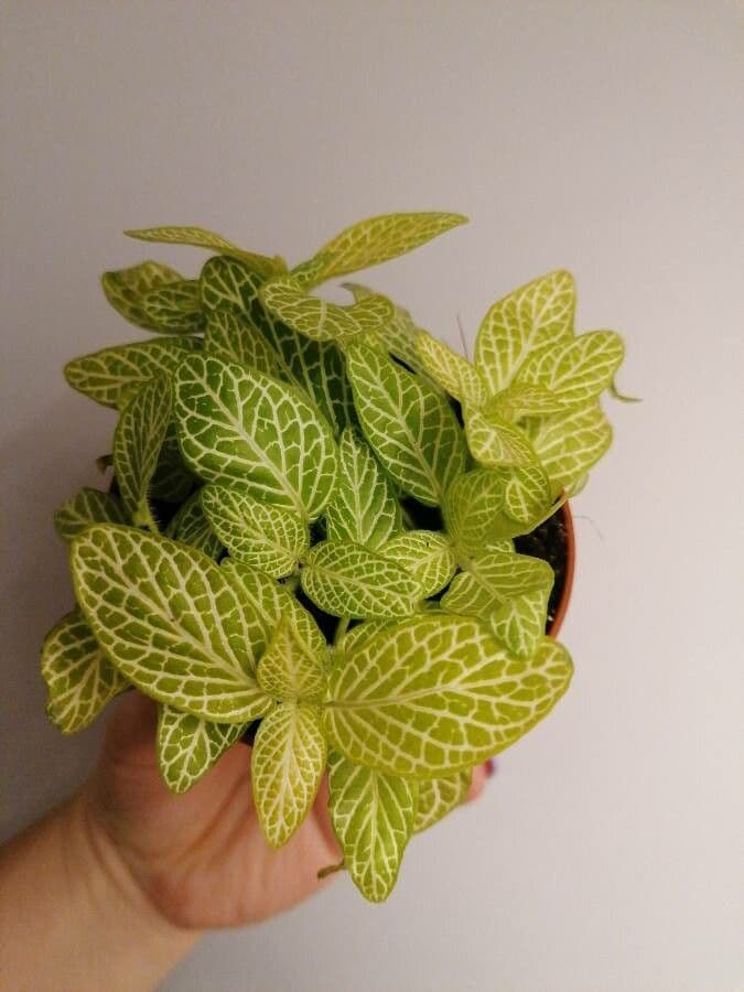 Fittonia 10
