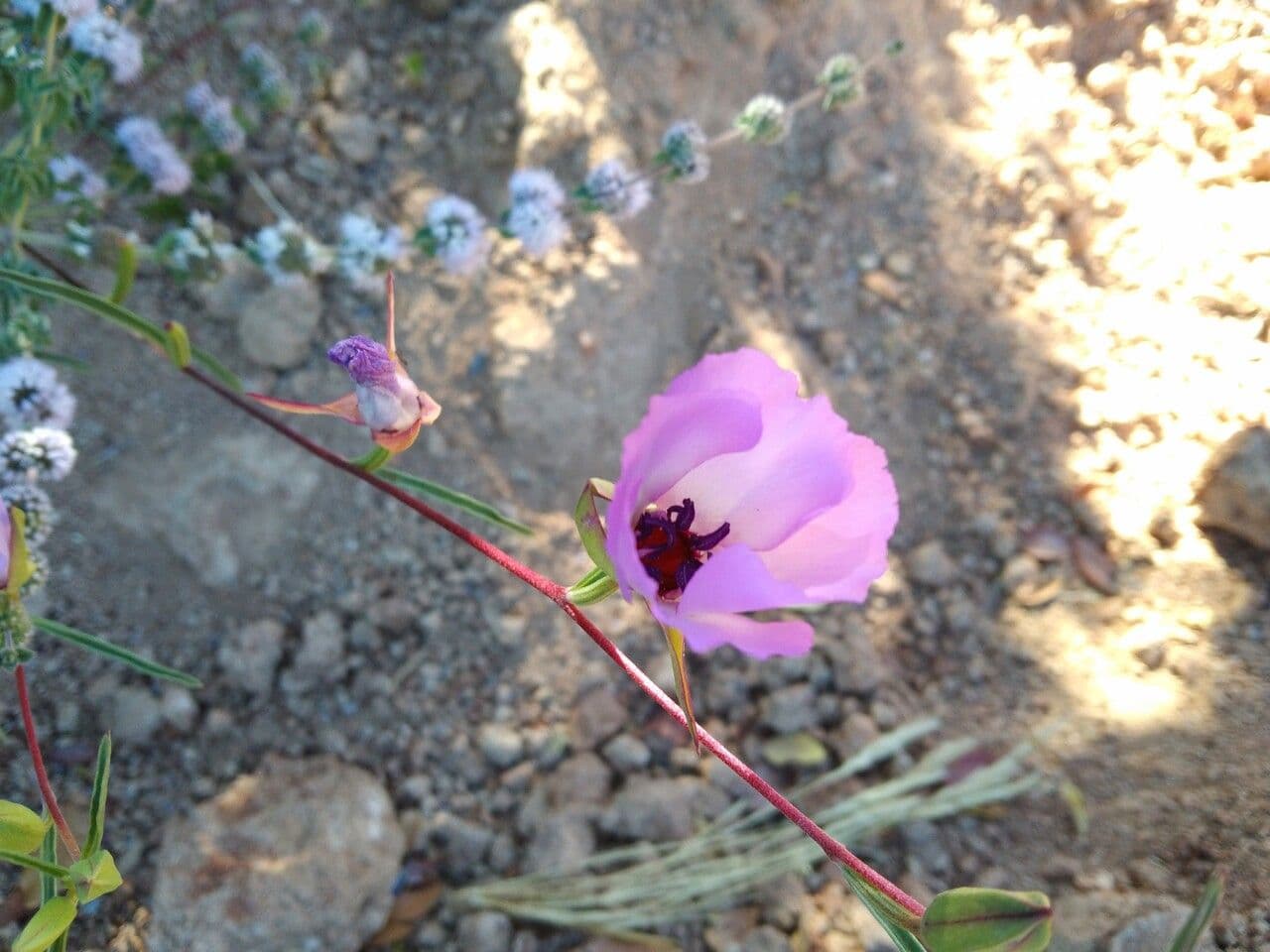 Calochortus splendens 5
