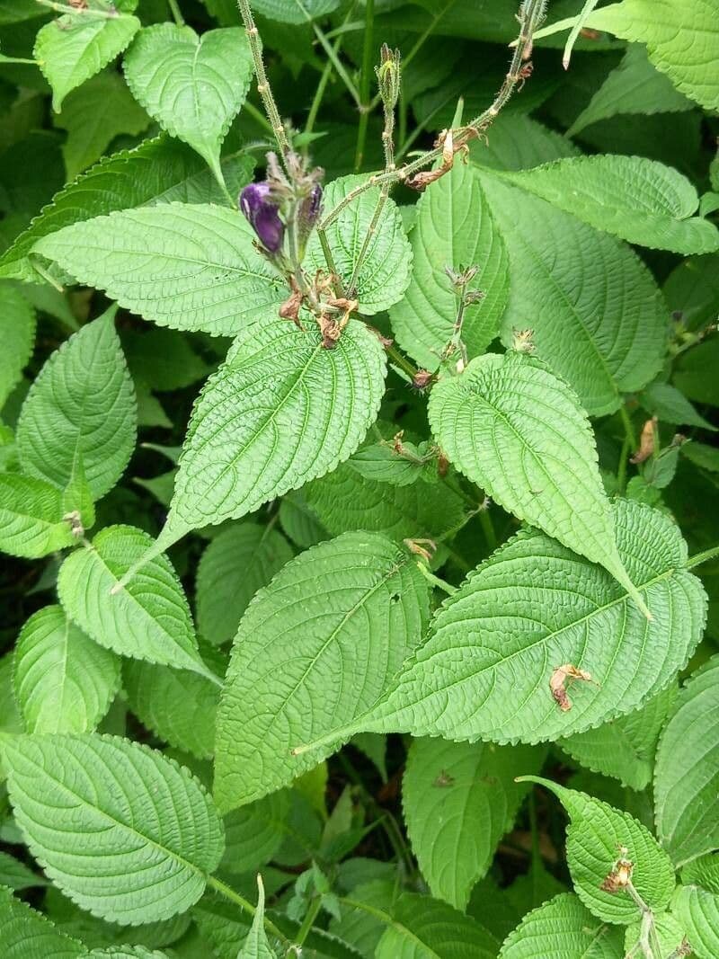 Strobilanthes 6