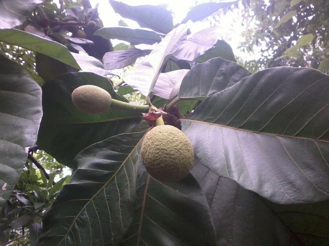 Artocarpus 6