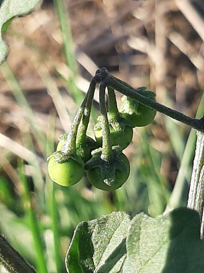 Solanum villosum