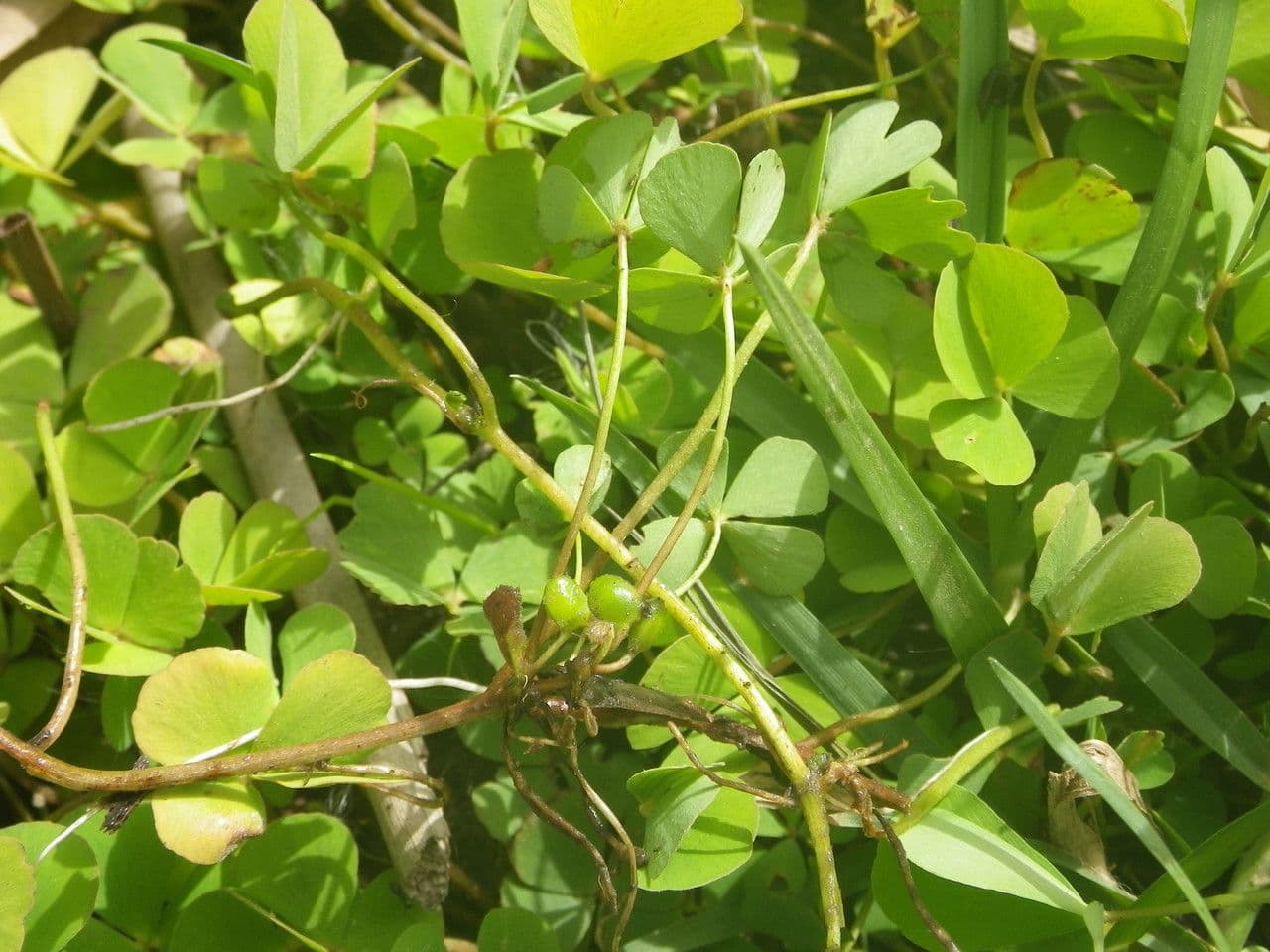 Marsilea minuta 2