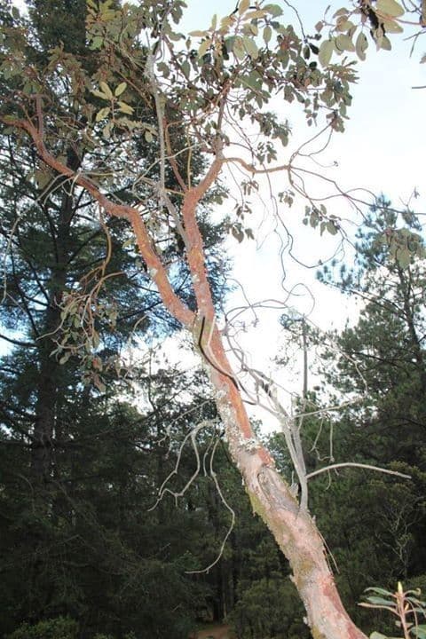 Arbutus xalapensis 11