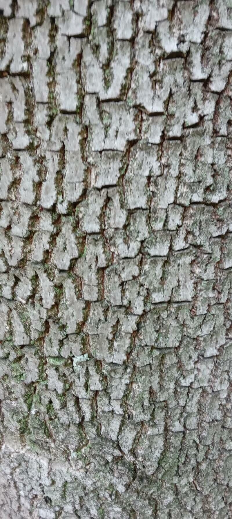 Diospyros 21