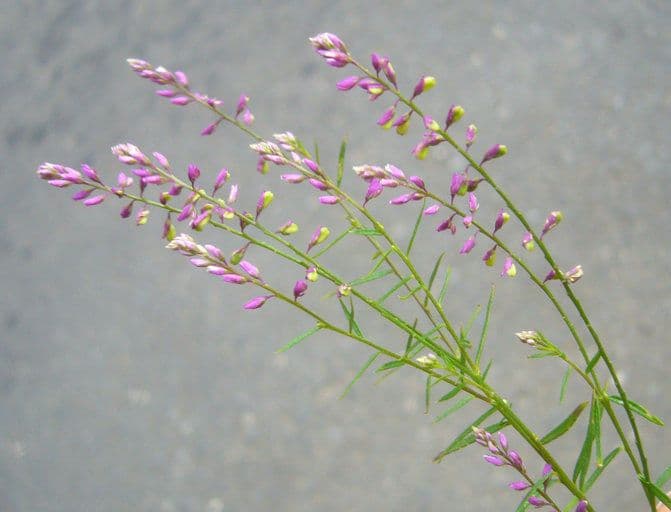 Poligala paniculata 5