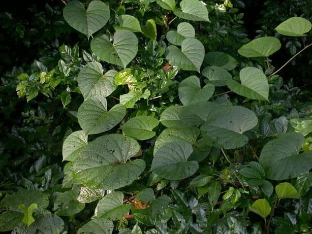Ipomoea philomega 12