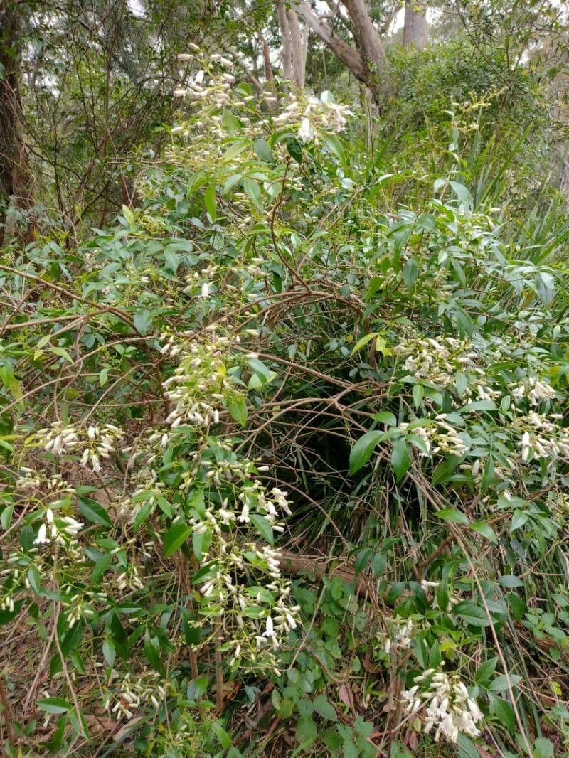 Pandorea 8