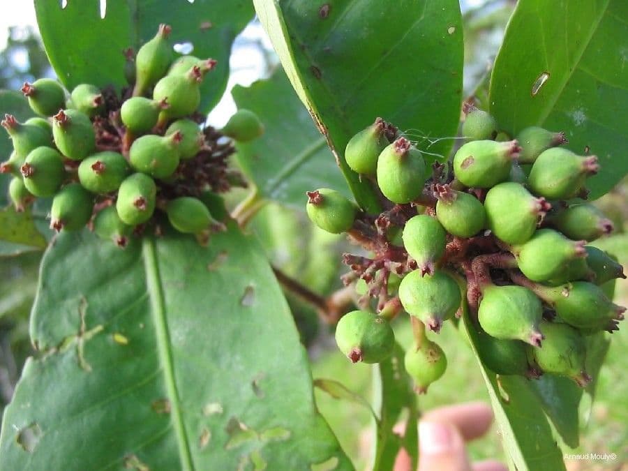 Ixora