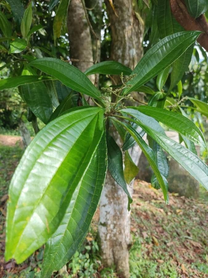 Miconia prasina 8