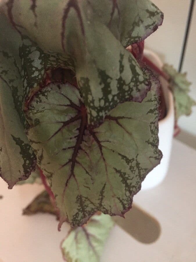 Begonia rex 22