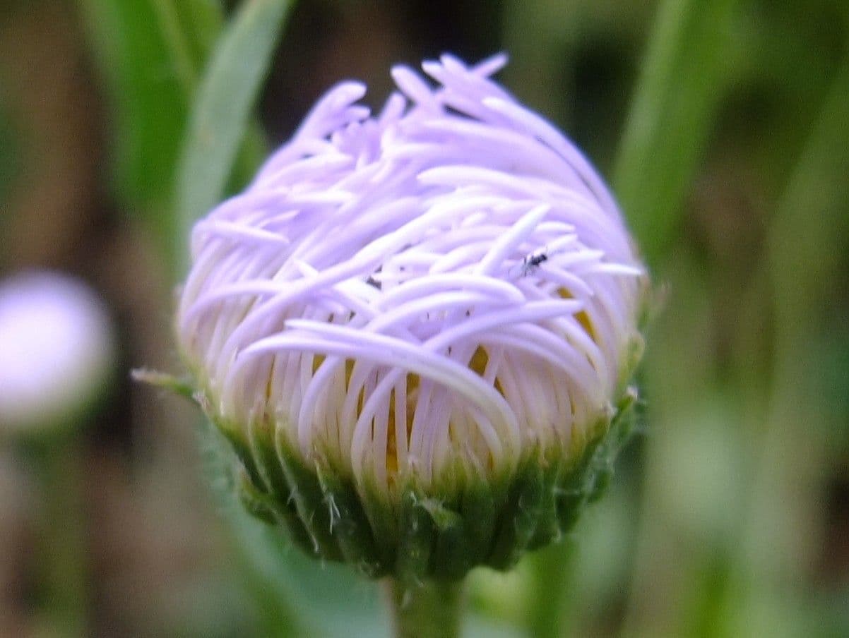 Fleabane 2