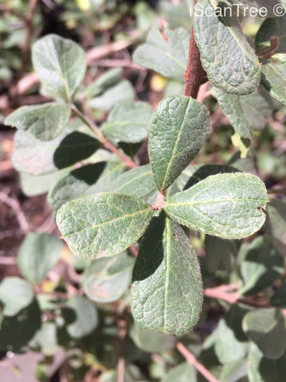 Combretum hereroense 14