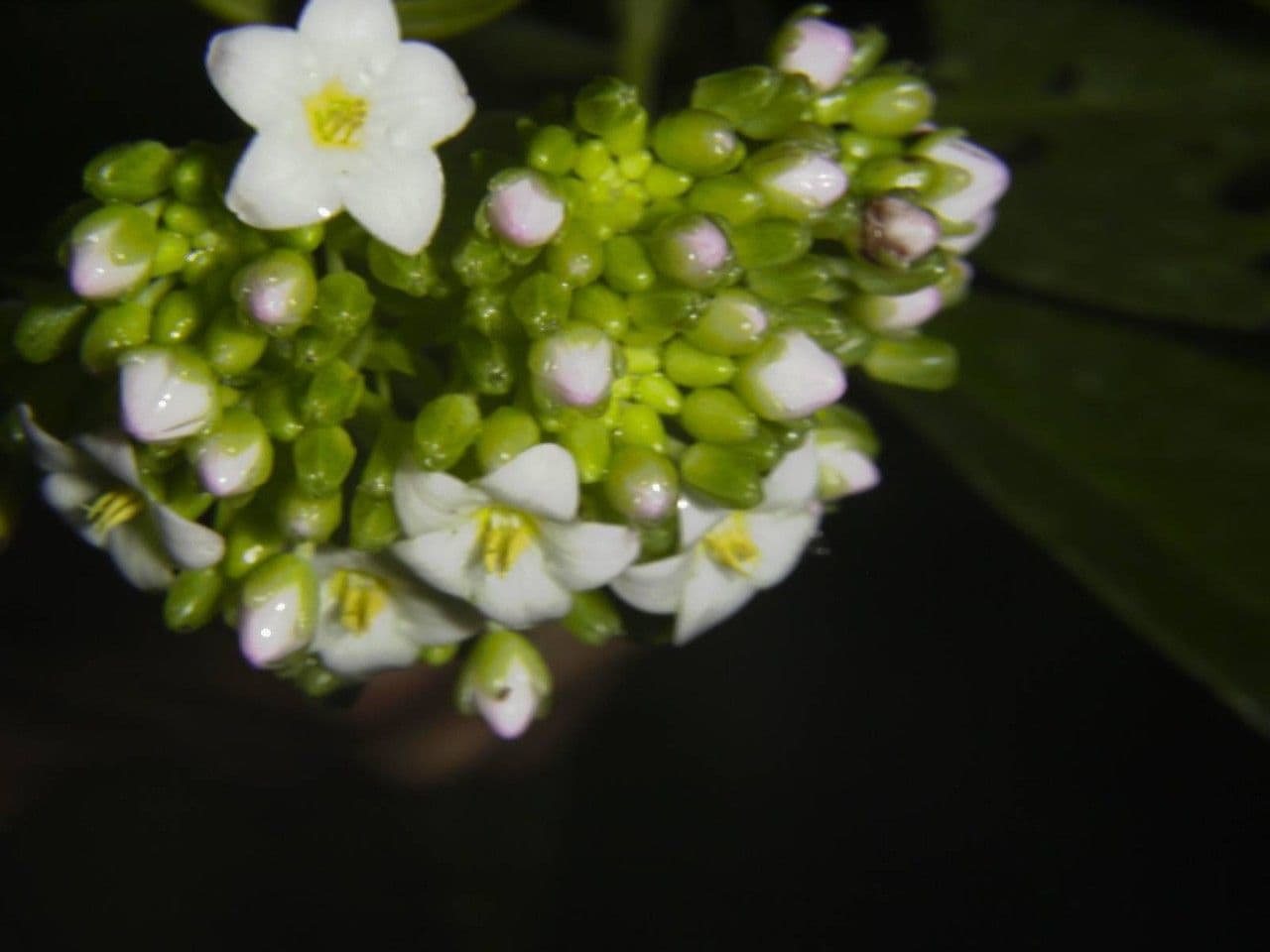 Ardisia 6