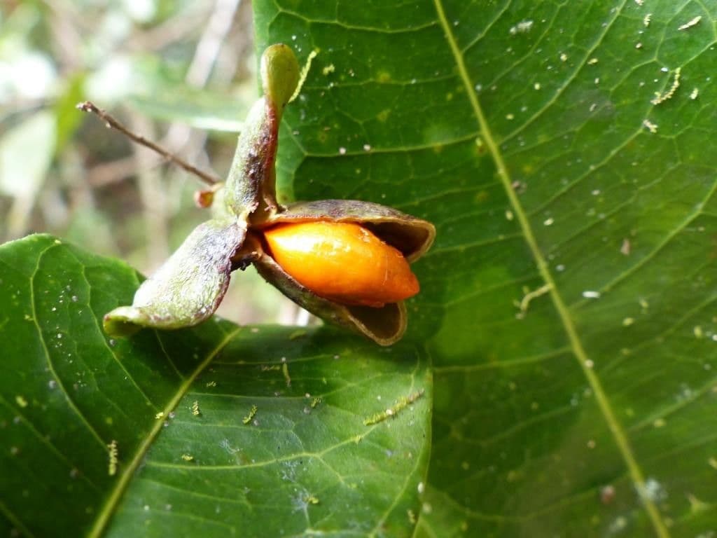 Guioa 3