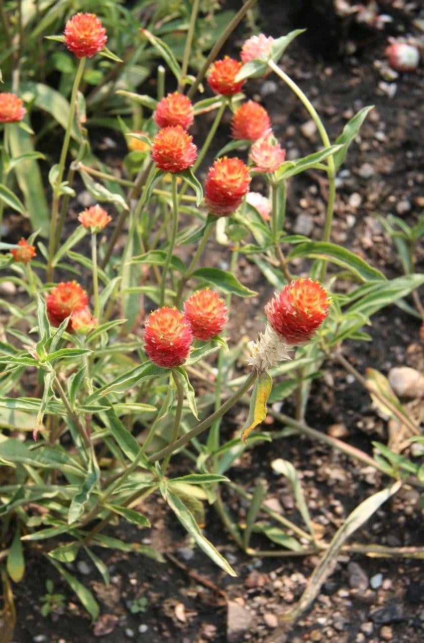 Gomphrena 10