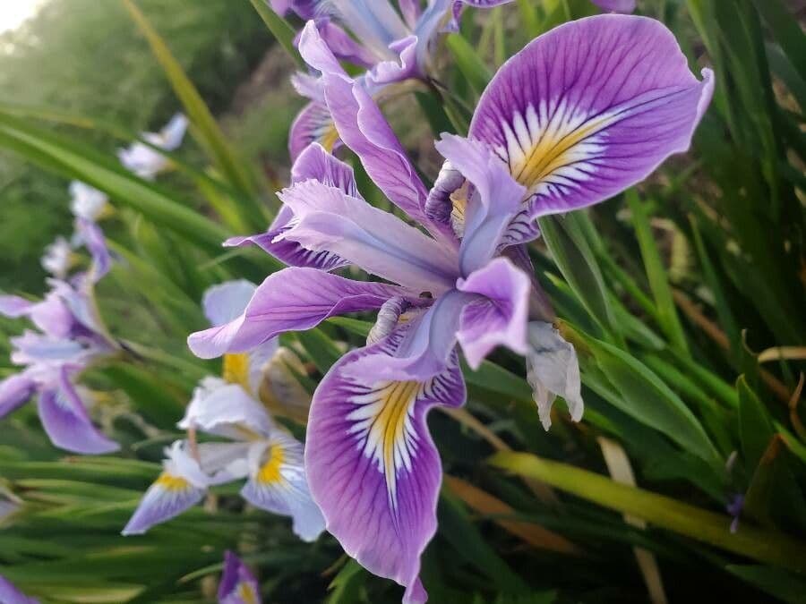 Iris tenace