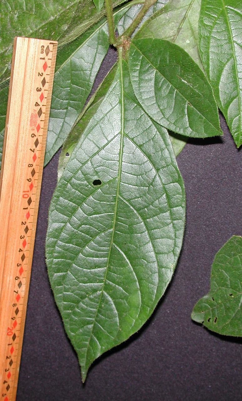 Lycianthes sanctaeclarae 14